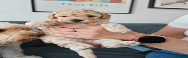 Teddy