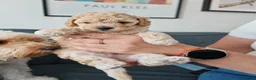 Mixed Breed dogs for sale: Cavapoochon puppies  - Advert 34