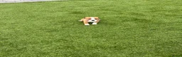 Jack Russell dogs for sale: 7 beautiful jack Russel puppies for sale - Advert 10