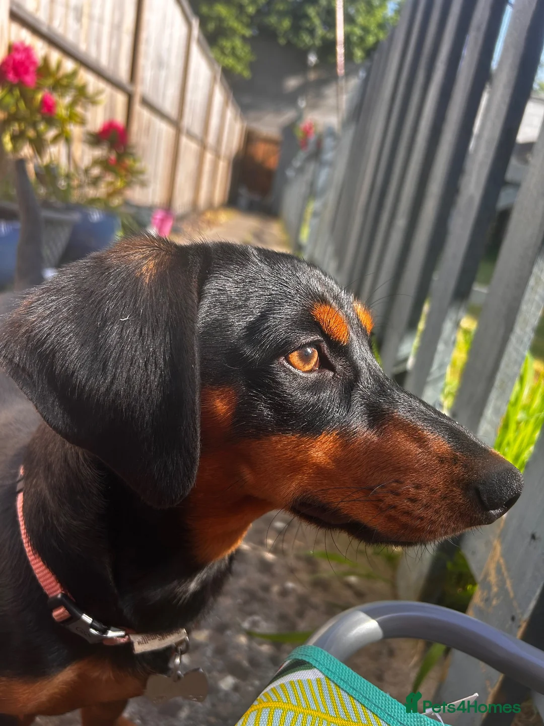 Dachshund dogs for sale: Dachsund bitch 10 Months old in Bath - Advert 2