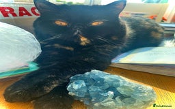 Persian cats for sale: Sad sale of my beautiful Persian  - Image 5