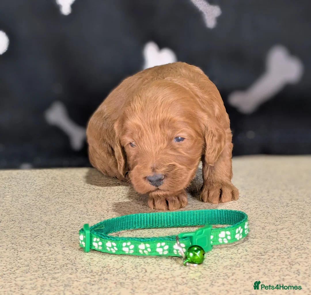 Cockapoo dogs for sale: 🐾 Stunning F1b Cockapoo Puppies. - Advert 7