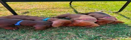 Miniature Dachshund dogs for sale: Beautiful Miniature Dachshunds 🐾 - Advert 4