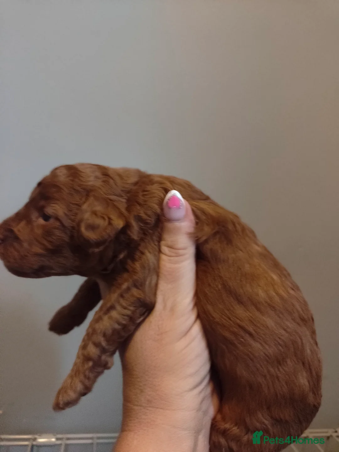 Miniature Poodle dogs for sale: 💥 Miniature poodle 💥 - Advert 3