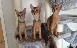Abyssinian cats for sale: Pure Abyssinian kittens ❤️Ready to go 😍  - Image 29