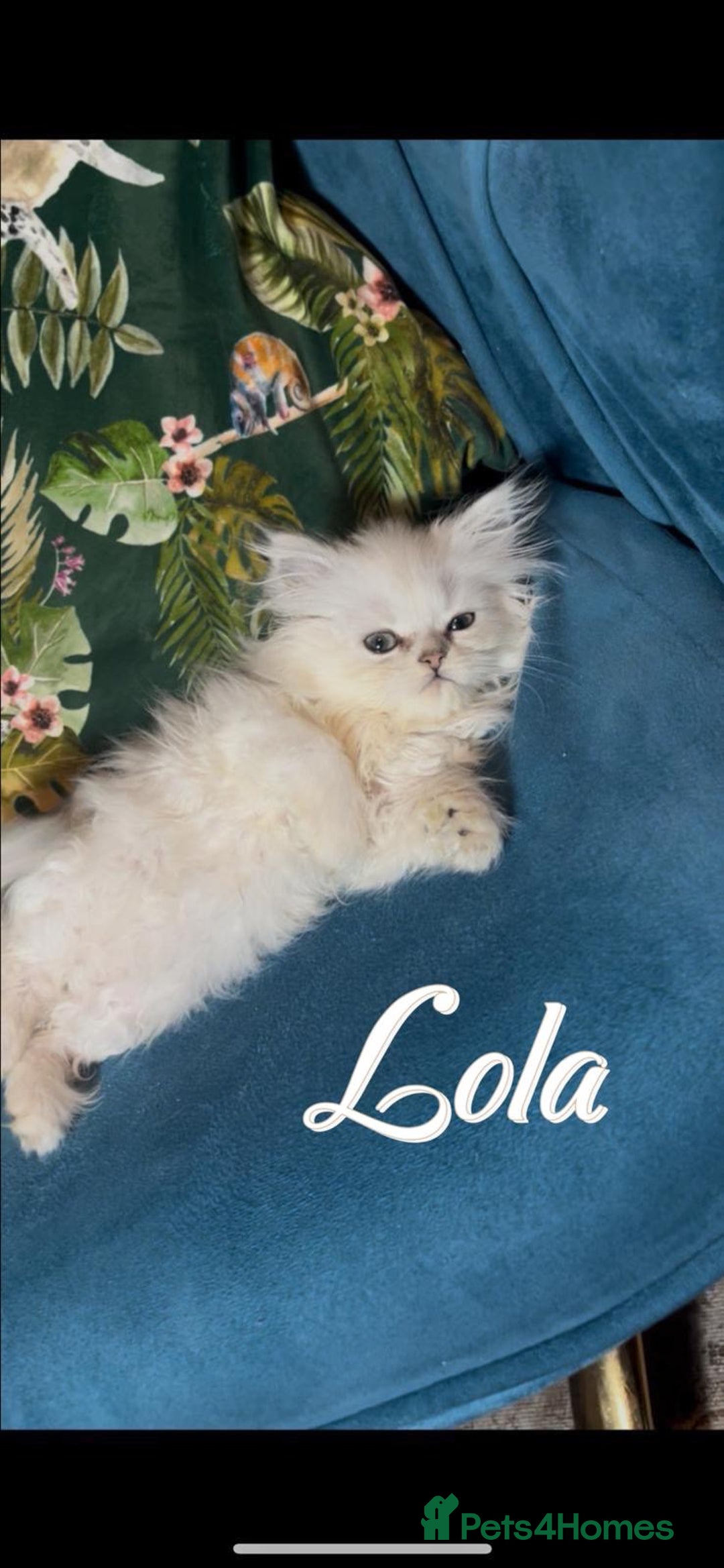 Persian cats for sale: Persian Pedigree Kittens for Sale  - Image 5