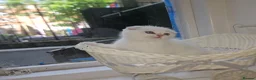 Scottish Fold cats for sale: Tica full pedigree scottish fold kittens london  - Advert 8