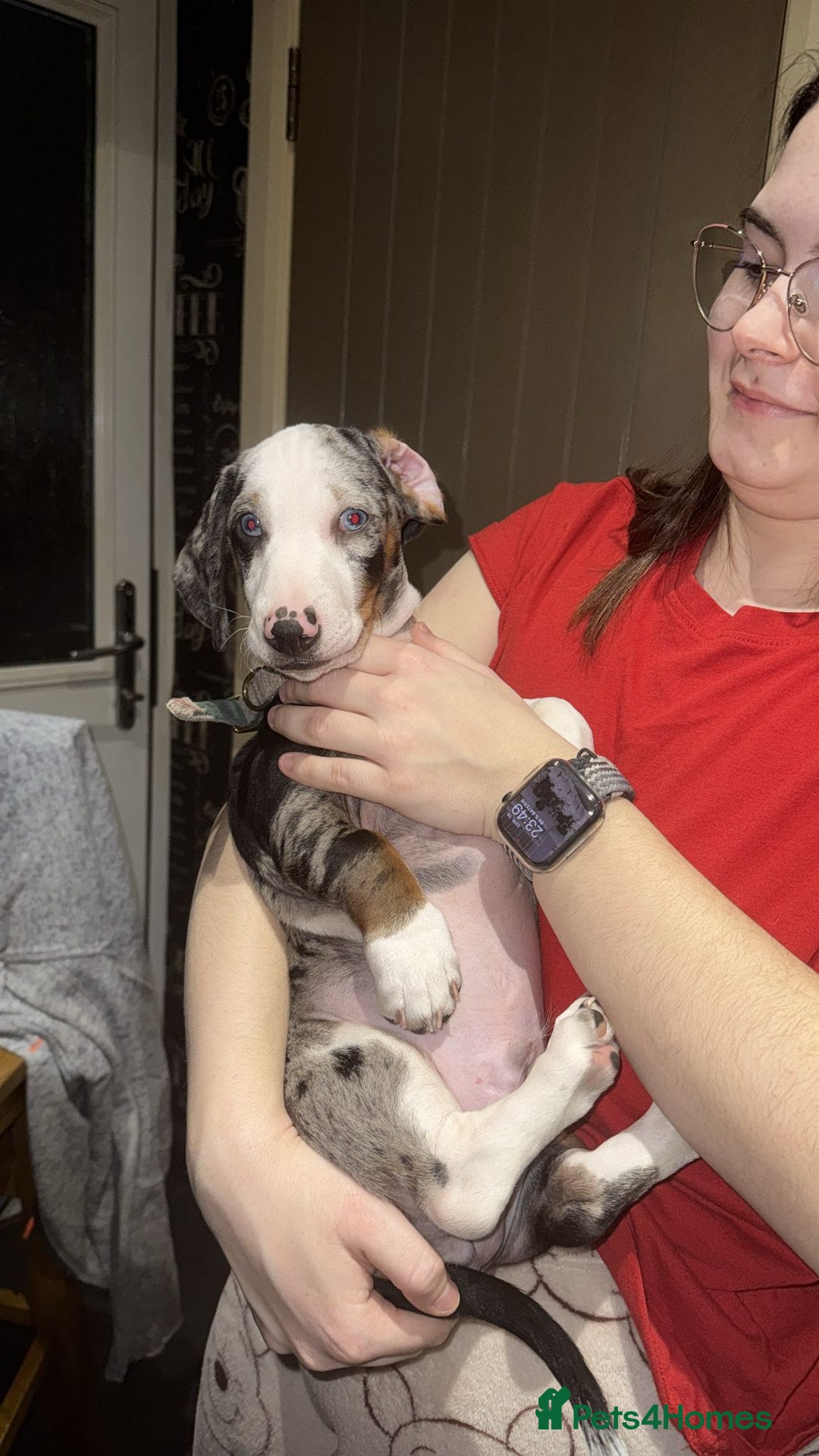 Dachshund dogs for sale: Beautifull puppies  - Advert 24