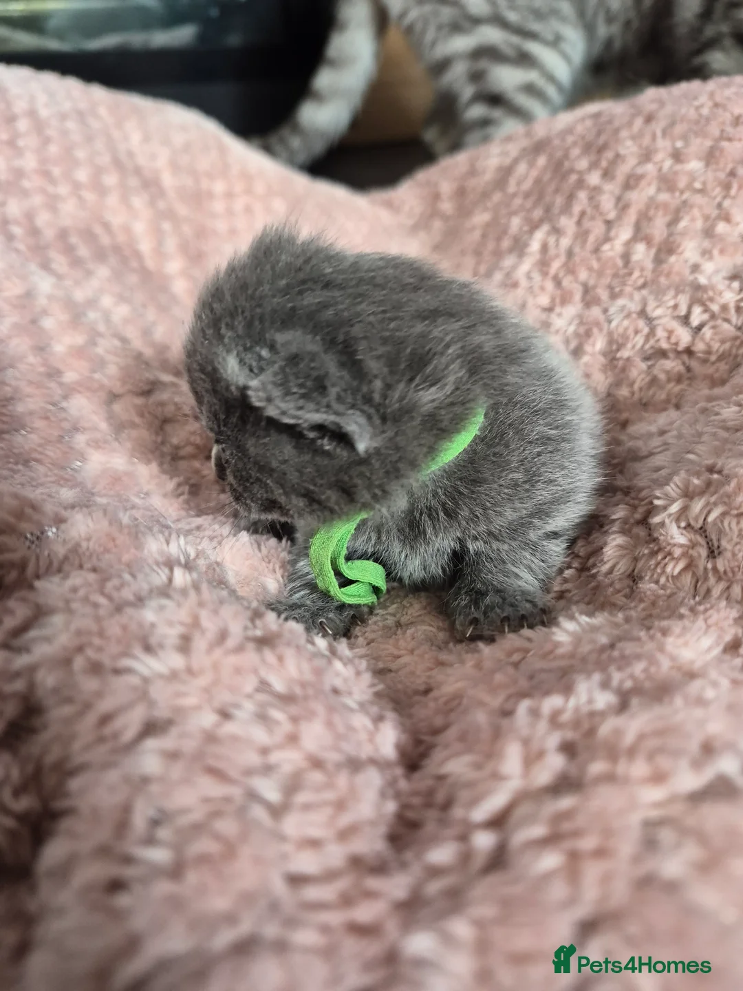 British Shorthair cats for sale: British shorthair/longhair - Advert 18