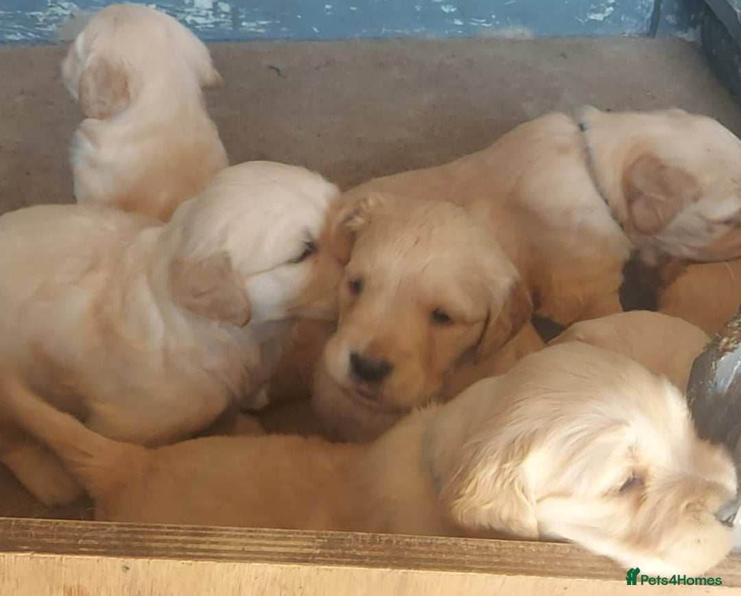 Golden Retriever dogs KC  HEALTH TESTED GOLDEN RETRIEVERS  - Advert 1
