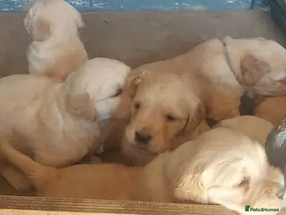 Golden Retriever dogs KC HEALTH TESTED GOLDEN RETRIEVERS - Advert 1