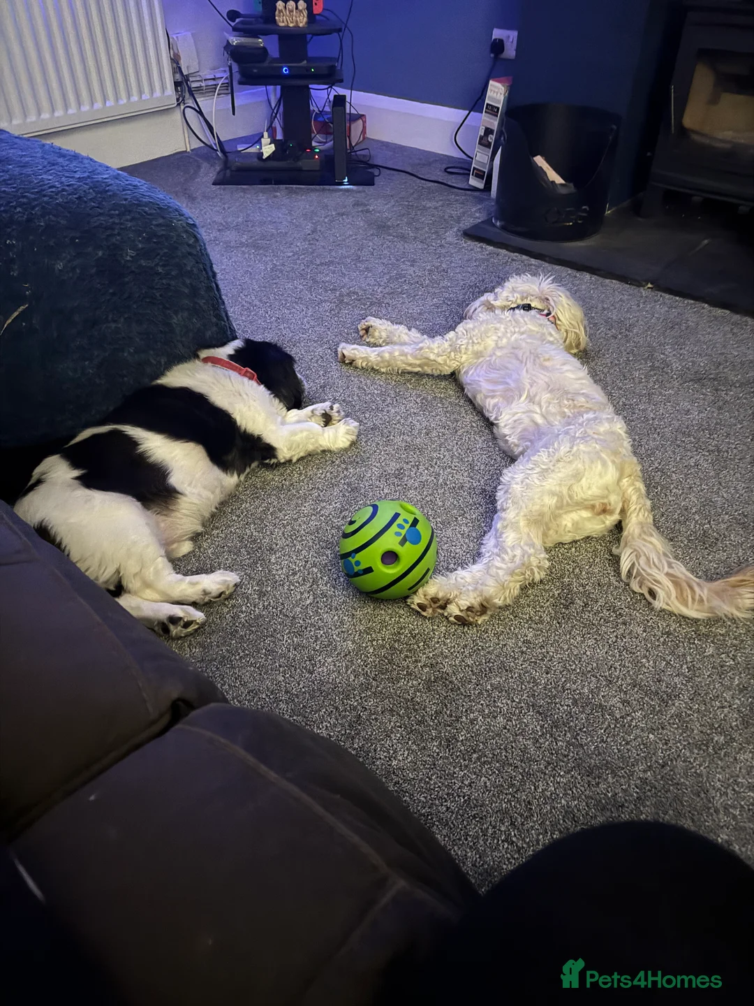 Labradoodle dogs for sale: Miniature F1b Labradoodle for rehoming  - Advert 10