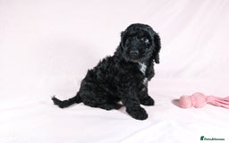Cockapoo dogs for sale: Ready now beautiful litter F1B cockapoo puppies  in Leicester - Image 17