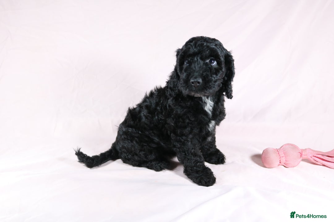 Cockapoo dogs for sale: Ready now beautiful litter F1B cockapoo puppies  in Leicester - Image 17