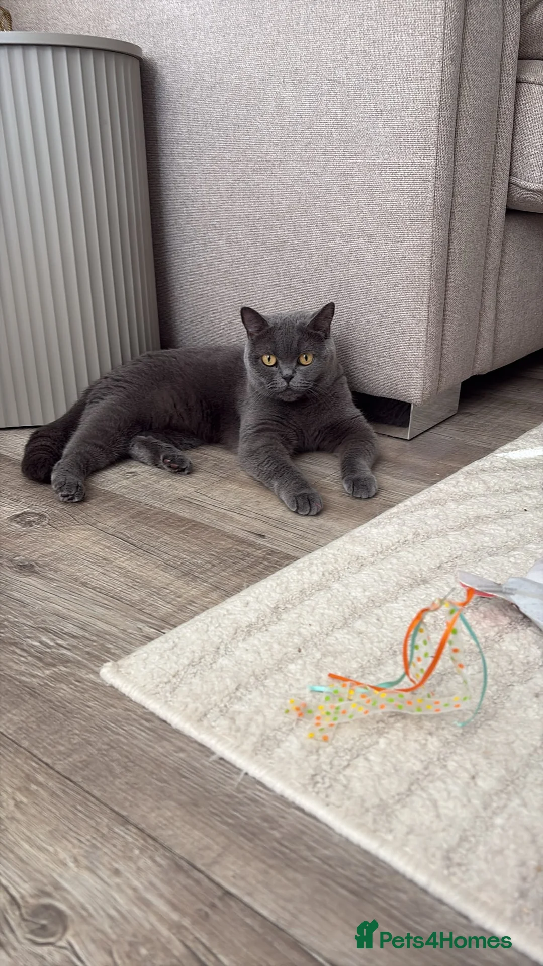 British Shorthair cats for sale: Blue female British shorthair - Advert 3
