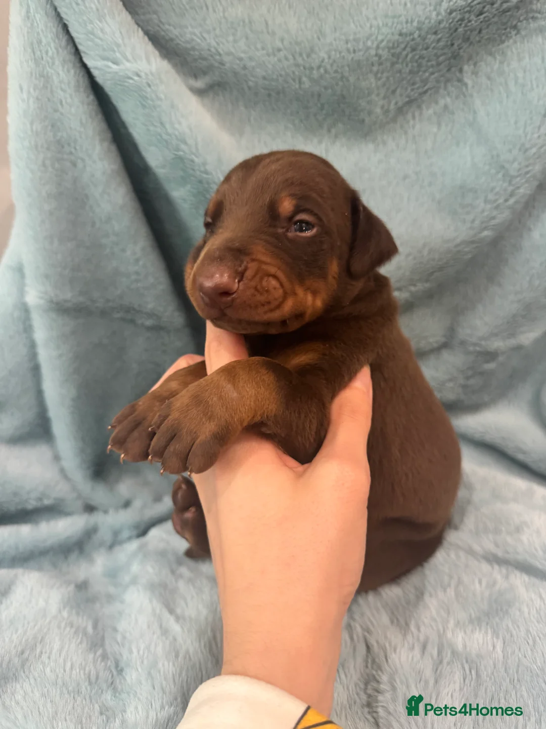 Dobermann dogs for sale: Brown and tanned Doberman puppies KC registered   - Advert 5