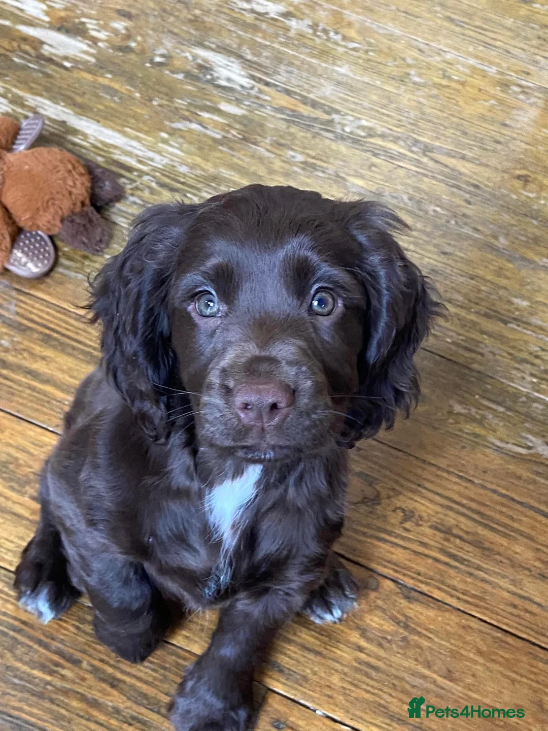 Cocker Spaniel dogs for stud: Stunning Chocolate & Tan Cocker Proven Stud in Burton-on-Trent - Advert 20