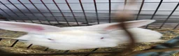 Mixed Breed rabbits for sale: Rabbits in Birmingham - Advert 14
