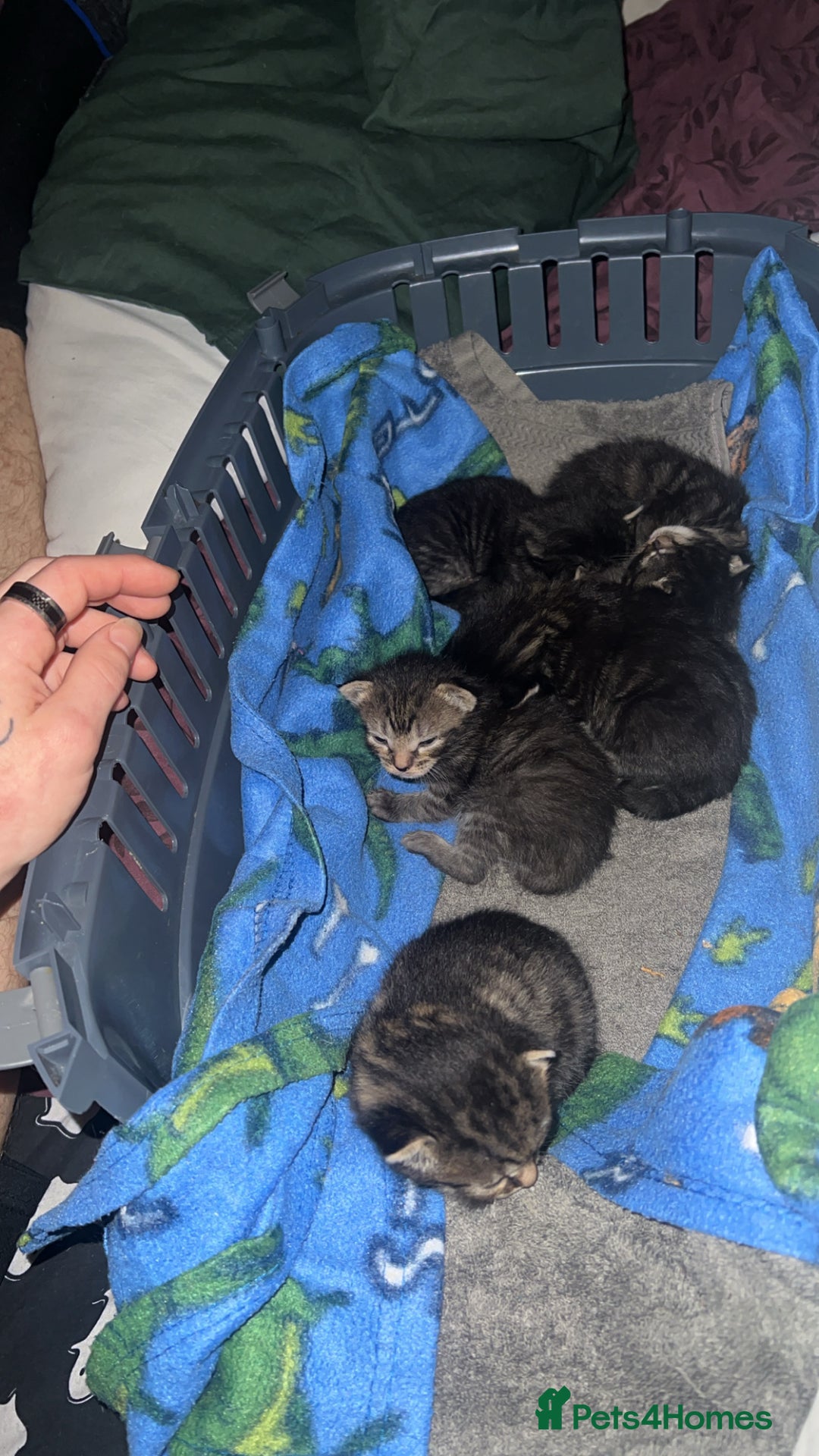 Mixed Breed cats for sale: Black Tabby kittens - Image 24