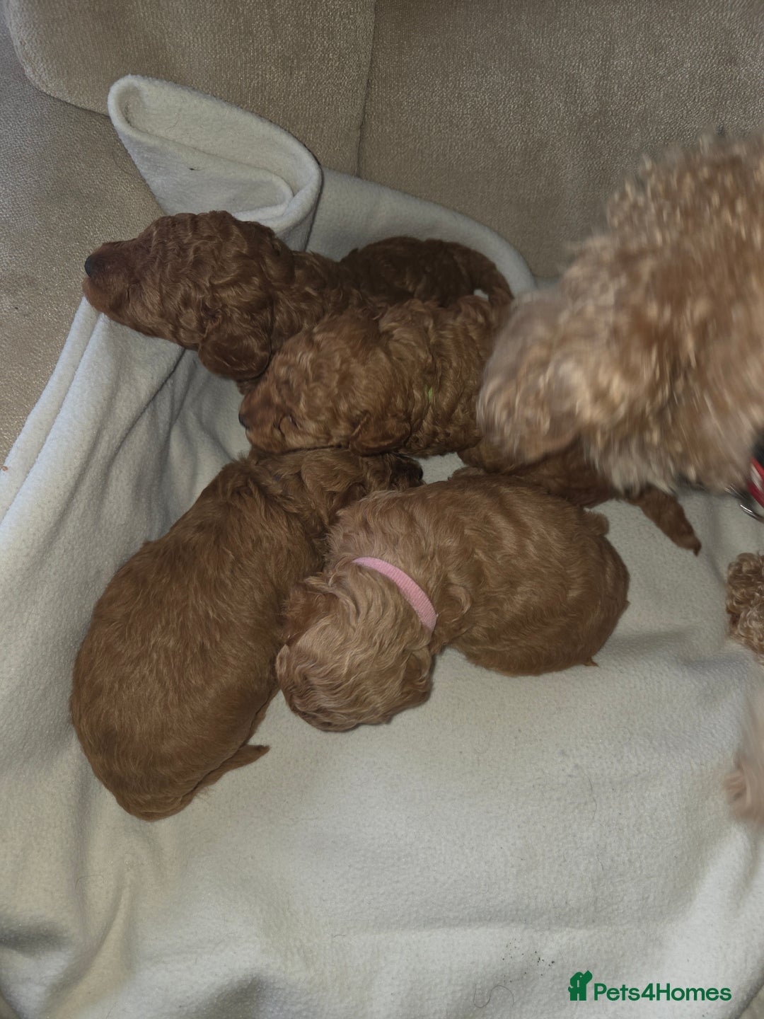 Poochon dogs for sale: Poochon pups for sale - Advert 4