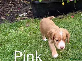 Cocker Spaniel dogs Cockers - Advert 2
