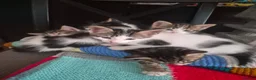 Mixed Breed cats for sale: Kittens - Advert 9