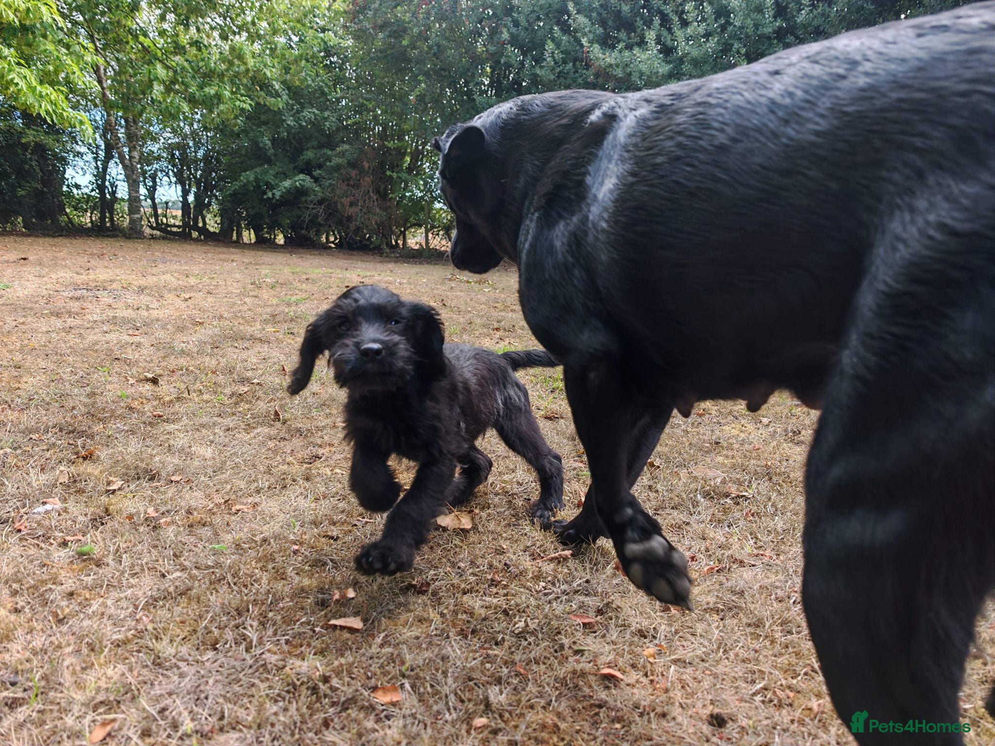 Labradoodle dogs Ready Now VetChecked & First Vaccine Labradoodles  - Advert 4