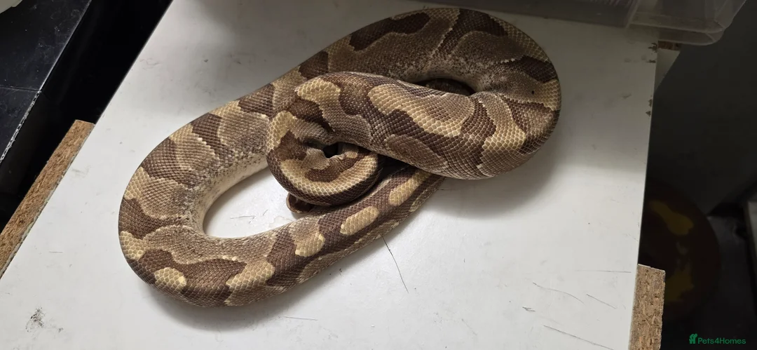 Python Snake reptiles for sale: Various Ball Pythons in Wellingborough - Advert 20