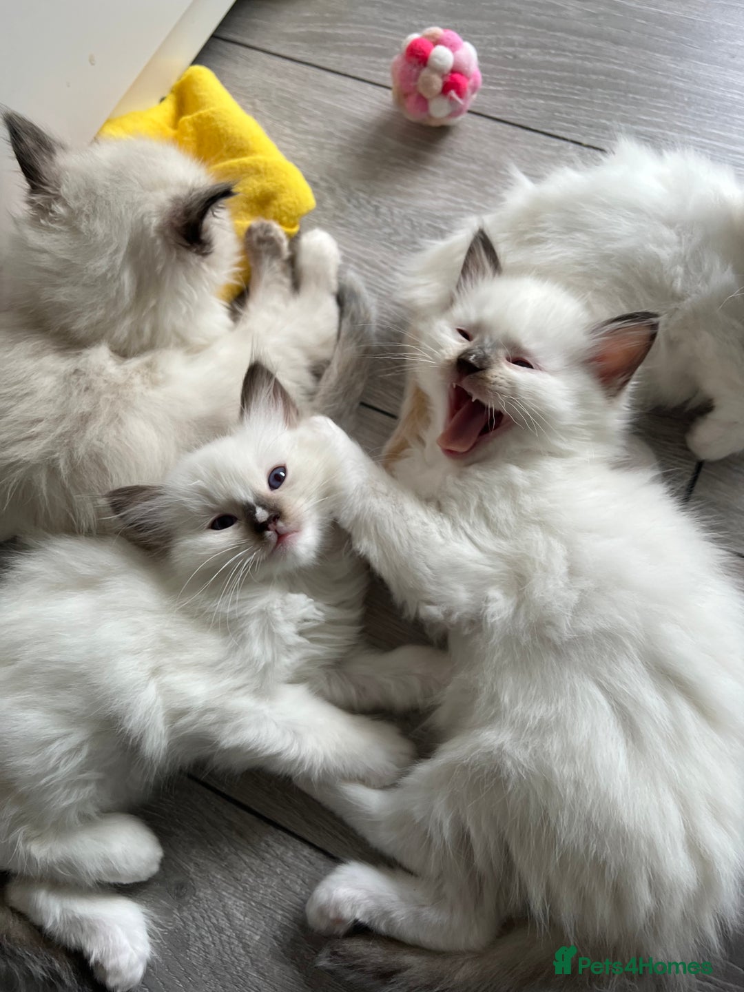 Ragdoll cats for sale: Registered Ragdoll kittens LAST GIRL HCM/PKD clear - Image 33