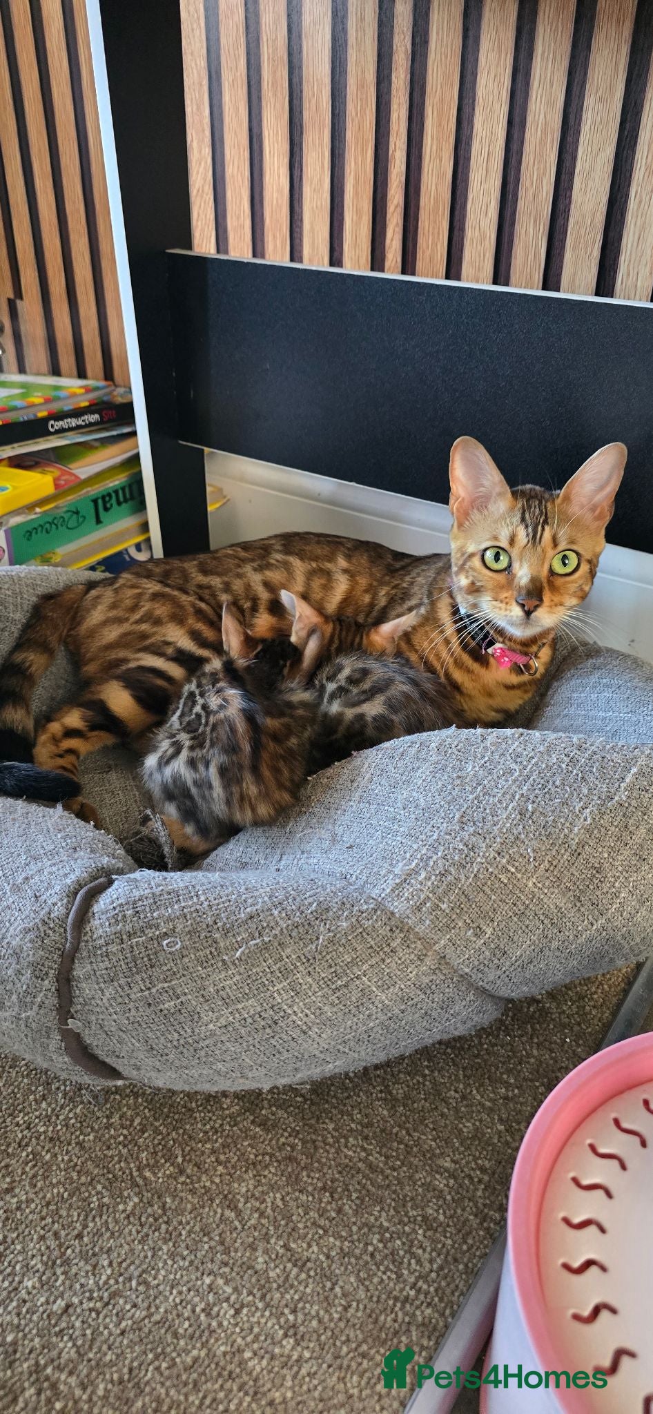 Bengal cats Pure breed bengal kittens  - Advert 13