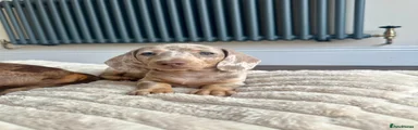 Miniature Dachshund 2