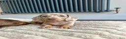 Miniature Dachshund dogs for sale: 5 beautiful baby miniature dachshund puppies  - Advert 2