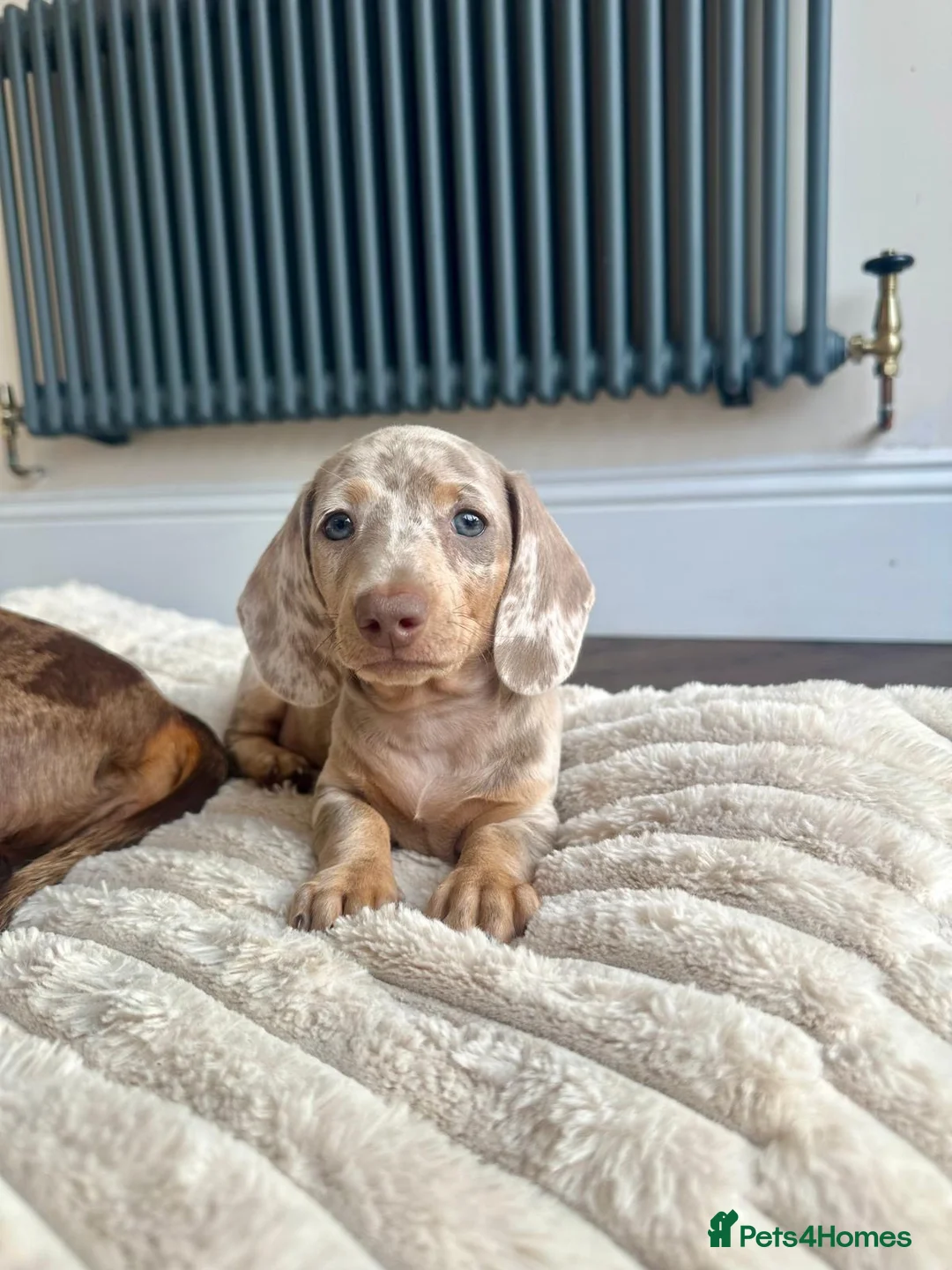 Miniature Dachshund dogs for sale: 5 beautiful baby miniature dachshund puppies  - Advert 2