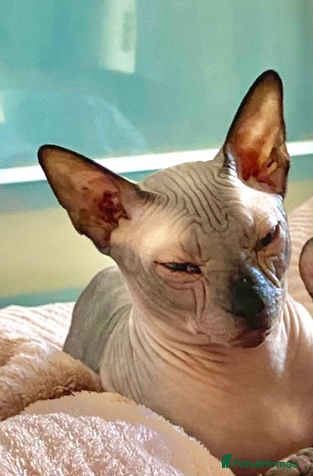 Sphynx cats for sale: Sphynx Cat  - Image 3