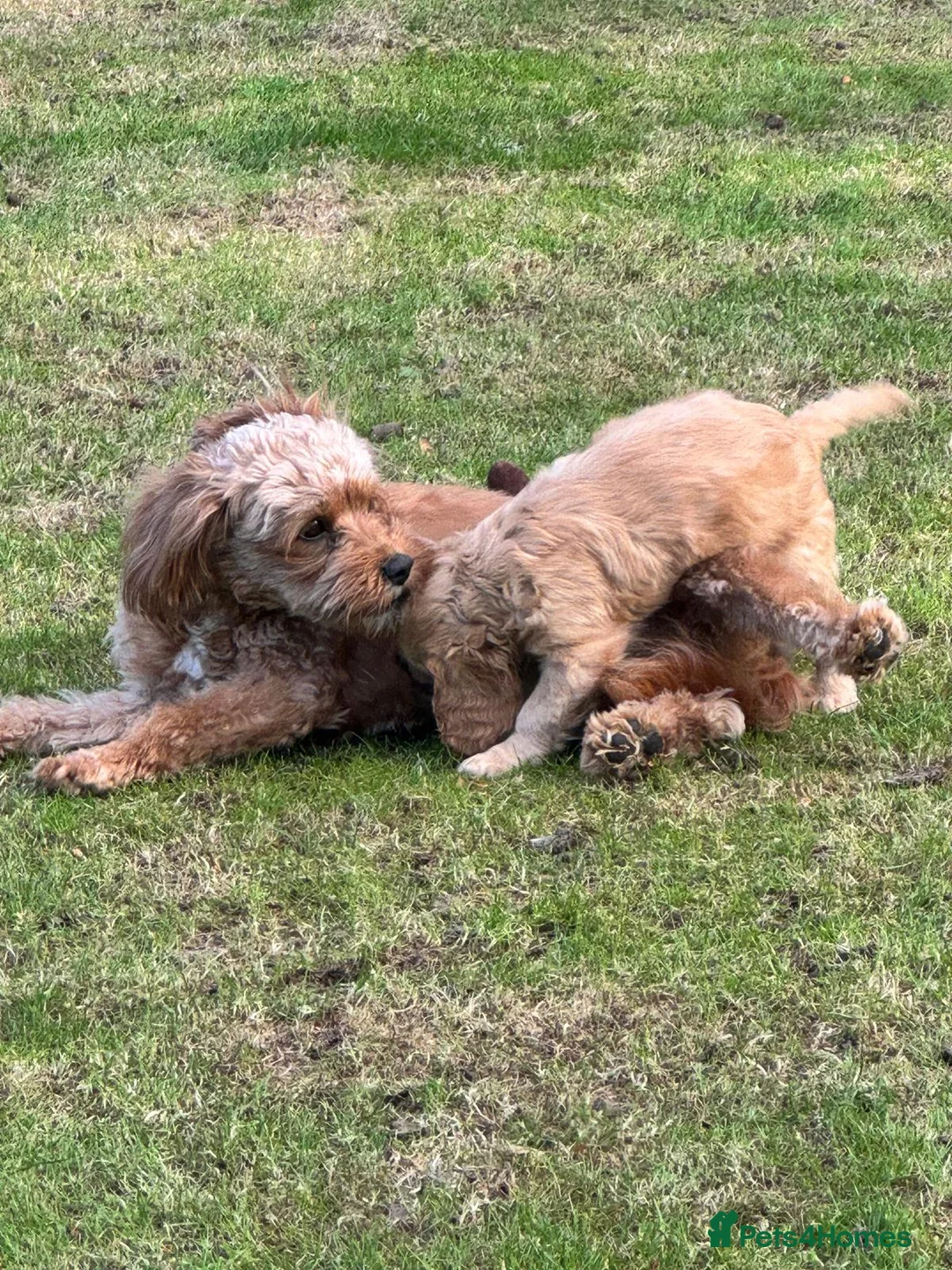 Mixed Breed dogs for sale: Last Remaining Girl - Very Cute! in Sutton Coldfield - Advert 2