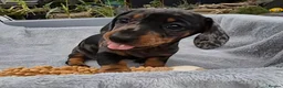 Miniature Dachshund dogs for sale: Gorgeous KC Registered, PRA Clear puppies  in Harlow - Advert 19