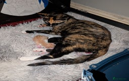 Siamese cats for sale: Siamese x breed  - Image 7