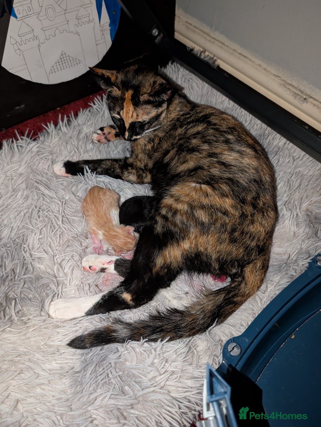 Siamese cats for sale: Siamese x breed  - Image 7