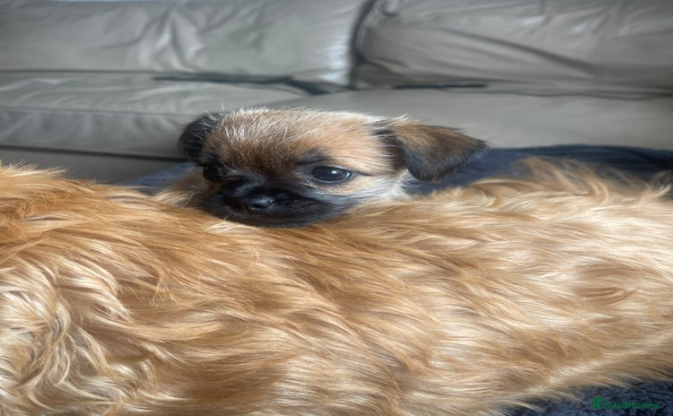 Mixed Breed dogs - Advert 14