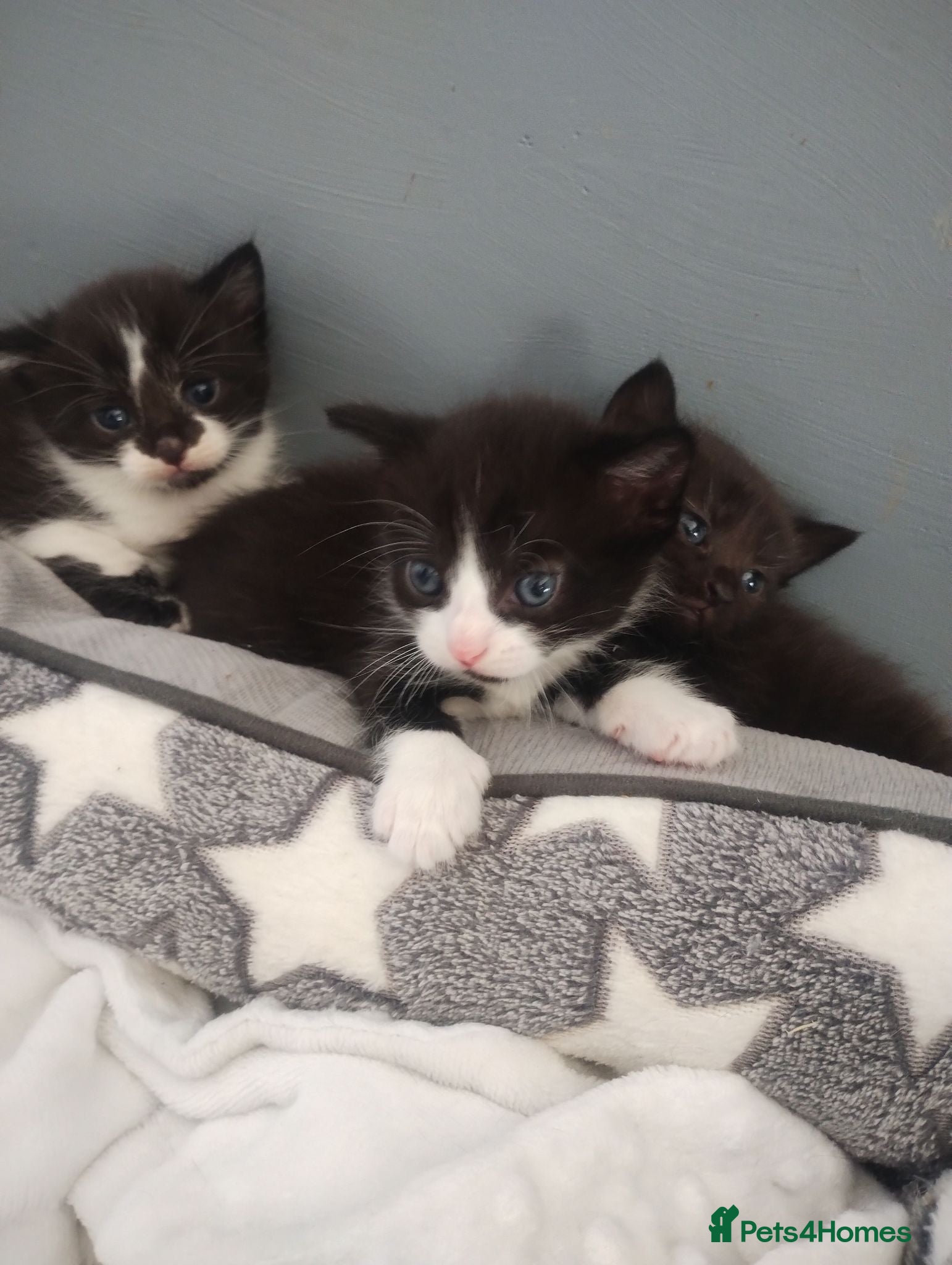 Mixed Breed cats Adorable kittens  - Advert 4