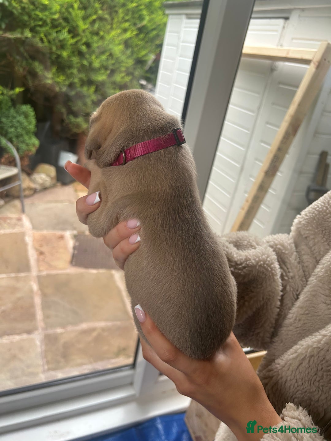 Great Dane dogs for sale: Champion Great Dane puppies for sale - Image 5