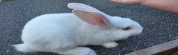 Continental Giant rabbits for sale: Giant continental babies  - Advert 4