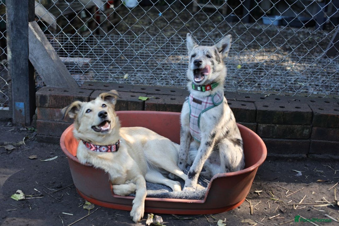 Mixed Breed dogs for adoption: 💙🐶 NICK AND MAILY 🐶💖 - Image 15