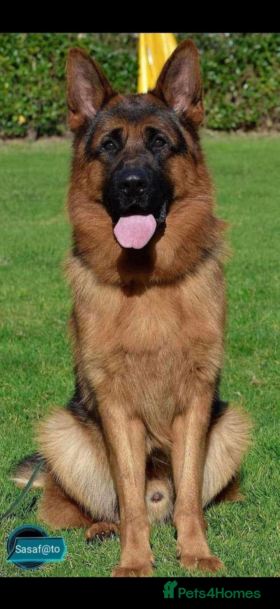 German Shepherd dogs for sale: ****UPCOMING LITTER*** - Advert 7