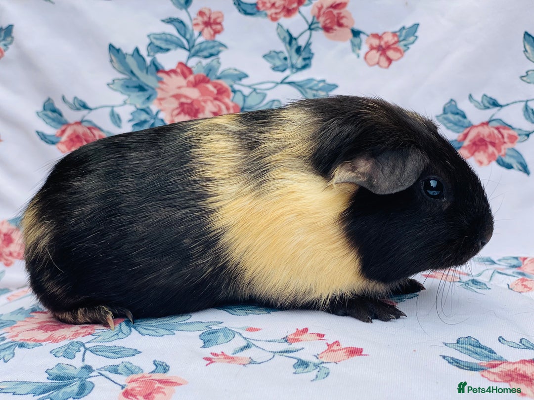 Guinea Pig rodents for sale: Pretty mix of baby boy Guineapigs  in Brighton - Image 8