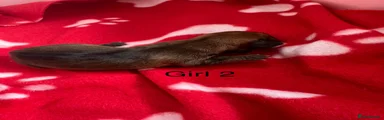 Miniature Dachshund Puppy 2