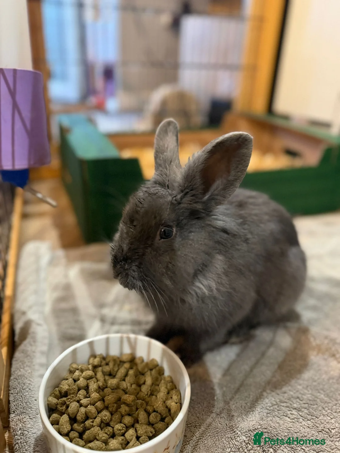 Mixed Breed rabbits for sale: Beautiful Blue Grey Rabbit Buck in Darwen - Advert 2