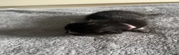 Mixed Breed cats for sale: Last little lady of litter left - Advert 8