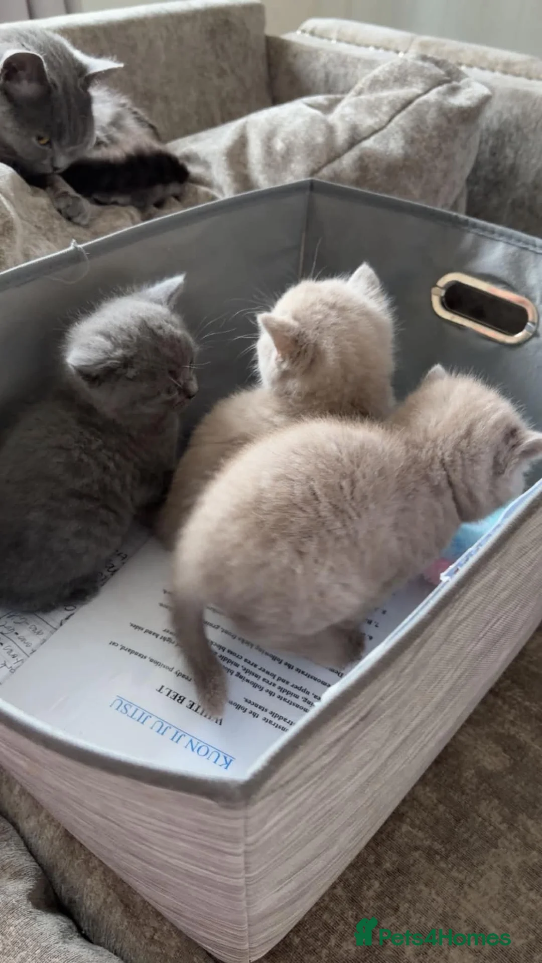 British Shorthair cats for sale: X2 British short haired  - Advert 7