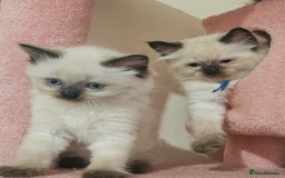 Ragdoll cats for sale: Two beautiful 5 month old Ragdoll kittens for sale - Advert 11